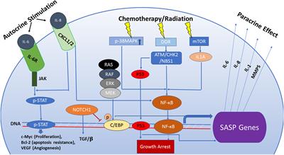 Non-Cell Autonomous Effects of the Senescence-Associated Secretory Phenotype in Cancer Therapy